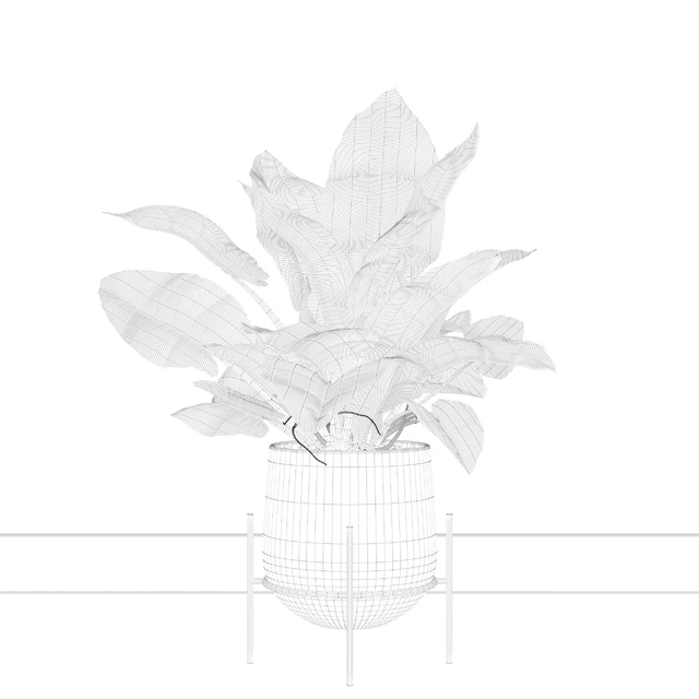 Philodendron imperial green — Скачать