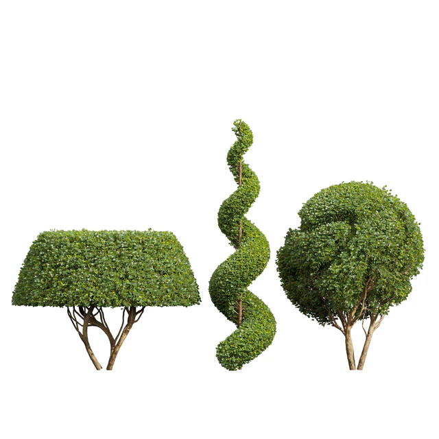 Ficus Concinna Bonsai Pruned-3 trees — Скачать
