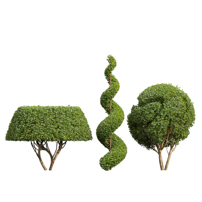 Ficus Concinna Bonsai Pruned-3 trees — Вид 2