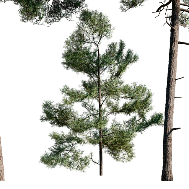Сосна турецкая(калабрийская) Pinus brutia Набор — Скачать