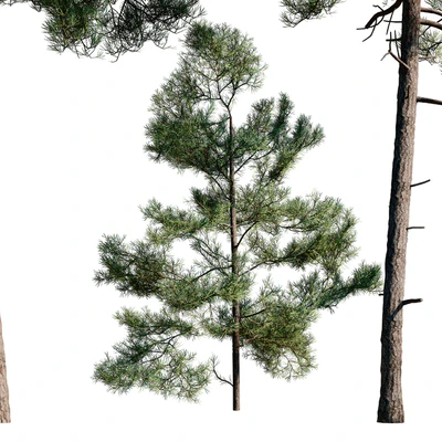 Сосна турецкая(калабрийская) Pinus brutia Набор — Вид 3