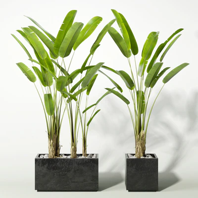 palm — Вид 1
