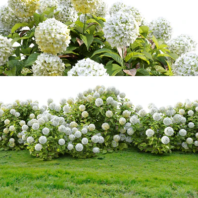 Hydrangea 02 — Ver 5