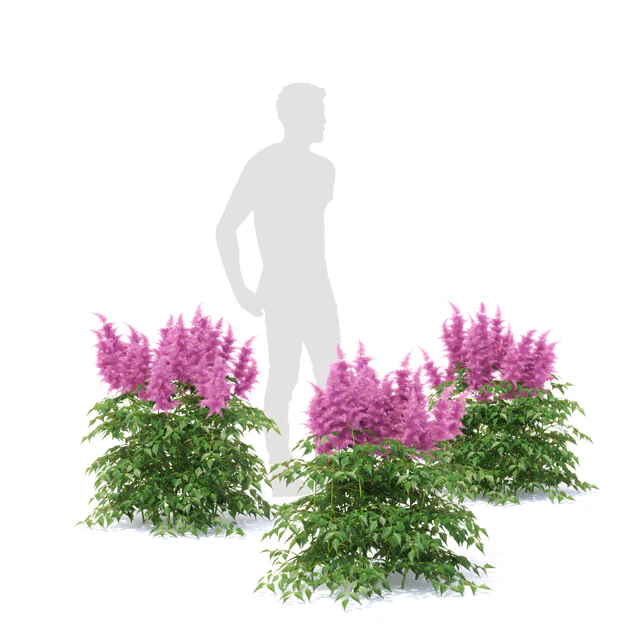 Astilba Japanese | Astilbe japonica — Descargar