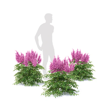 Astilba Japanese | Astilbe japonica — Ver 4