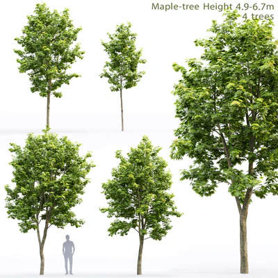 Acer — Ver 1