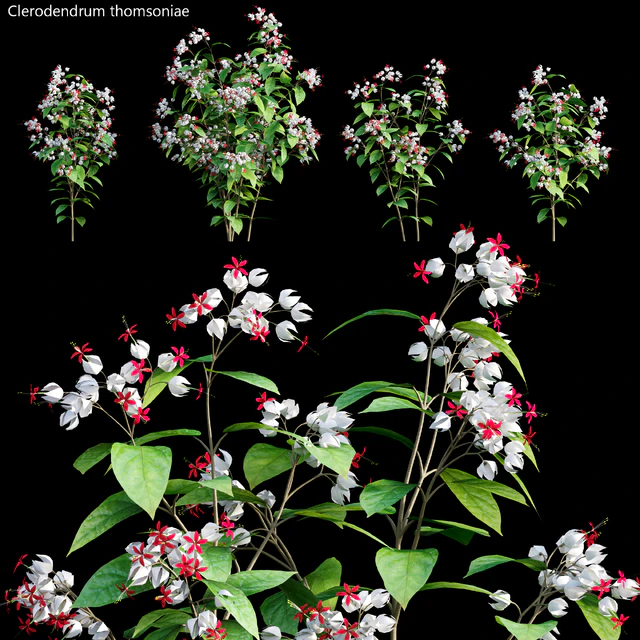 Clerodendrum 01 — Descargar