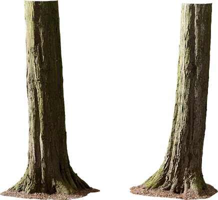 hornbeam tree trunk 003 — Скачать