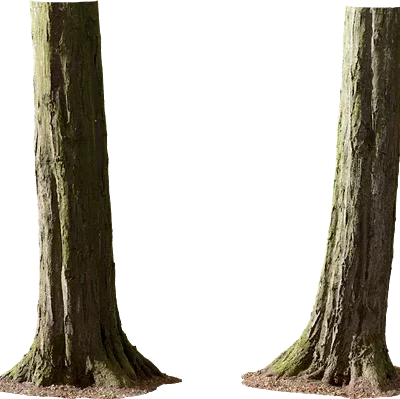 hornbeam tree trunk 003 — Скачать