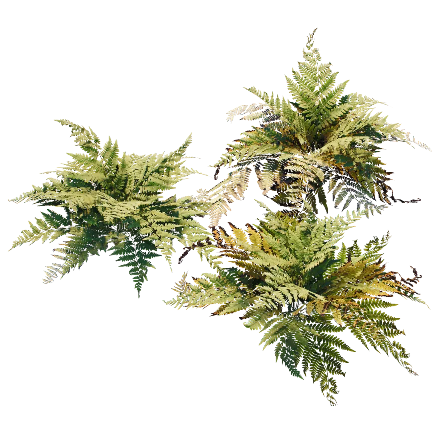 common fern 001 — Descargar