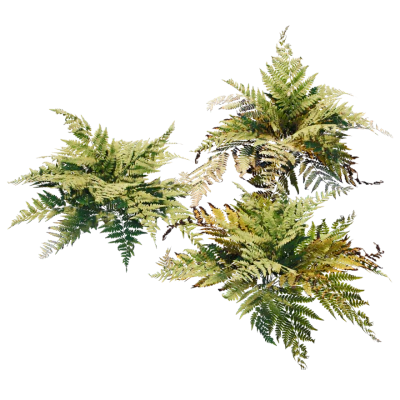 common fern 001 — Descargar
