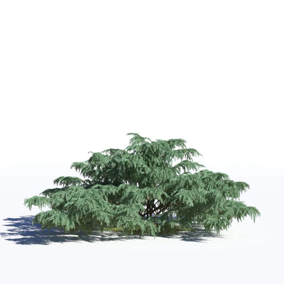 coniferous trees 040 — Скачать