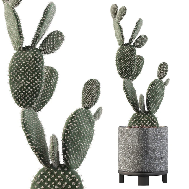 Opuntia microdasys 01 — Скачать