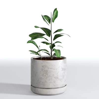 Indoor Plants Collection - Set 03 — View 7