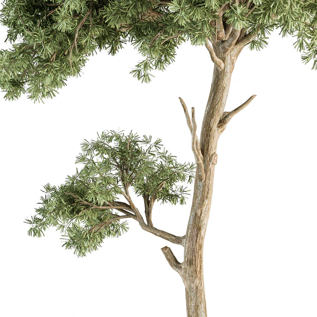 Small Tree Green Maple Needle - Set 71 — Descargar