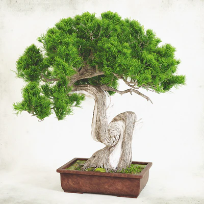 Bonsai 2 — Ver 3