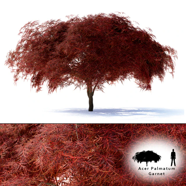 Maple Japanese | Acer palmatum Garnet — Descargar