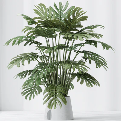 HQ HousePlants Elegant Monstera Deliciosa Large Leaf Form Swiss Cheese Set04 — View 3
