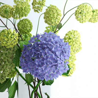 Hydrangeas and Viburnum — View 3