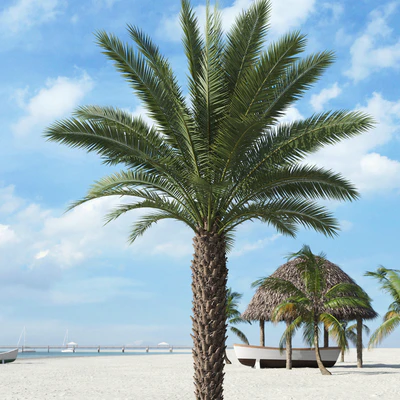 palm trees 015 — Descargar