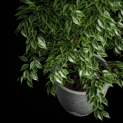 ficus benjamina — Ver 5