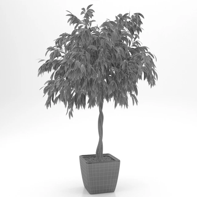 Ficus Ali / Ficus binnendijkii — Descargar