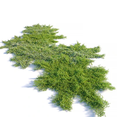Myoporum parvifolium — Ver 3