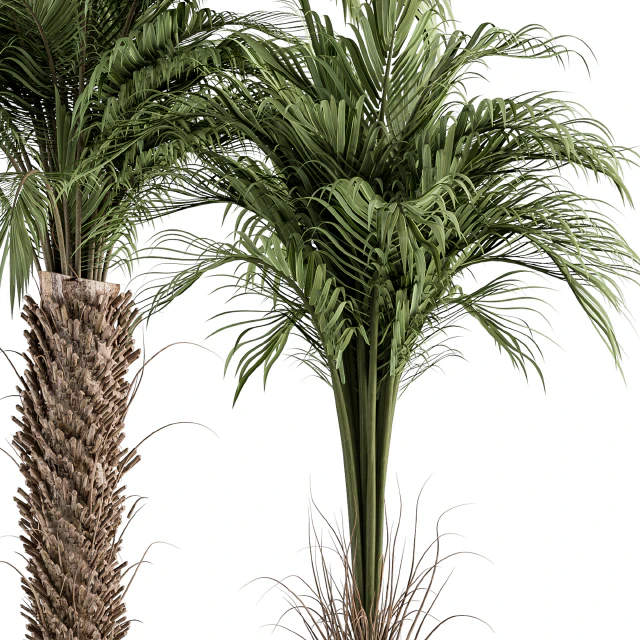 Three Type Palm Tree - Tree Set 55 — Descargar