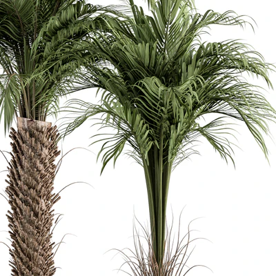 Three Type Palm Tree - Tree Set 55 — Ver 5
