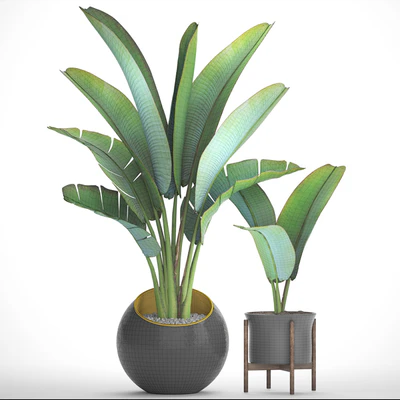 Collection of plants 79. Ravenala. Strelitzia, Ravenala, thickets, bushes, tropical, exotic, outdoor, flowerpot, banana palm — Ver 2