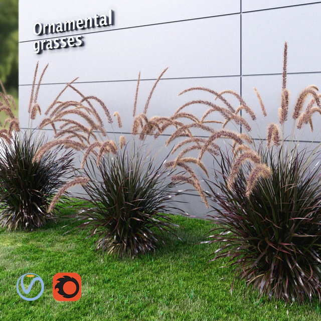 Ornamental grass Fountaingrass purple medium — Download