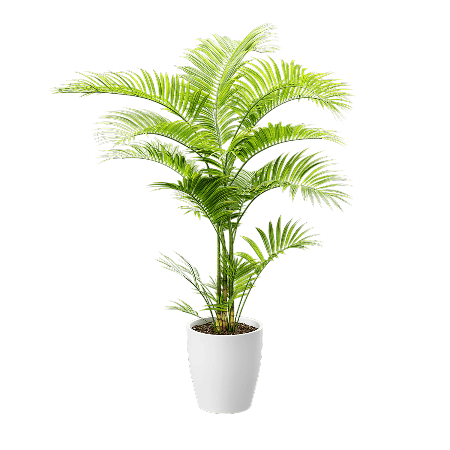 plant palm 001 — Descargar