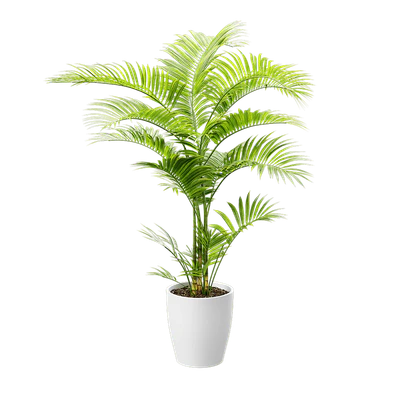 plant palm 001 — Descargar