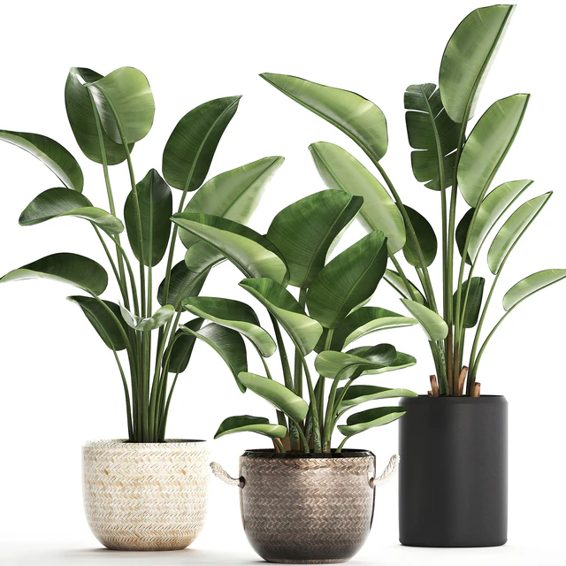 Plant Collection 445. banana palm, basket, rattan, bush, strelitzia, strelitzia, interior, office plants — Descargar