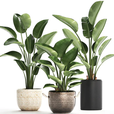 Plant Collection 445. banana palm, basket, rattan, bush, strelitzia, strelitzia, interior, office plants — Ver 1
