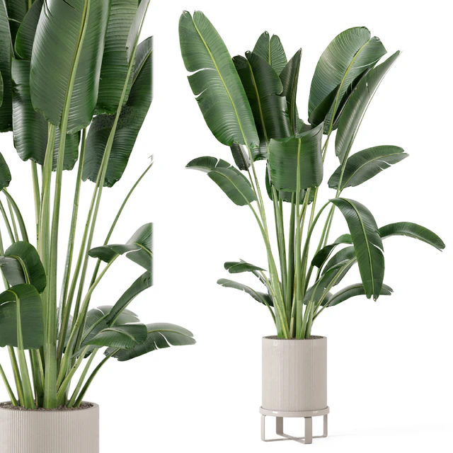 Indoor Plants in Ferm Living Bau Pot Large - Set 173 — Скачать
