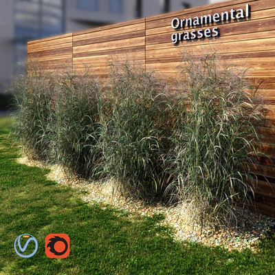 Ornamental grass red-green — Вид 1