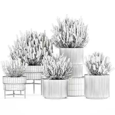 Wildflower bushes in outdoor flowerpots from lavender, catnip, sage, Plant Collection 1193 — Ver 6