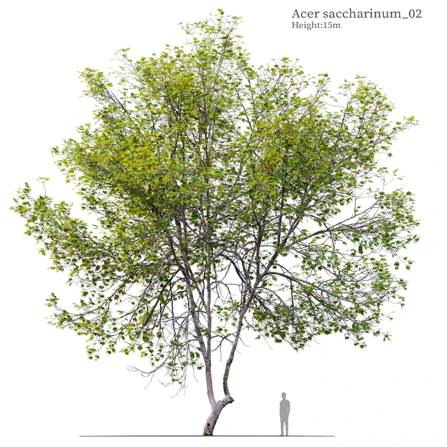 Acer Saccharinum 02 — Скачать