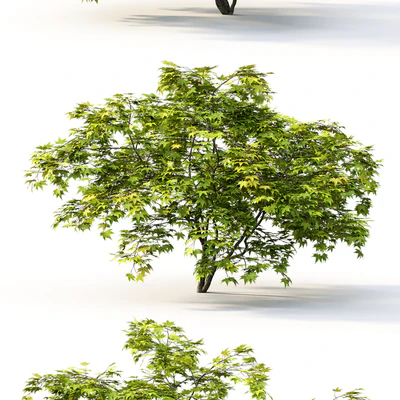 Acer — Вид 2