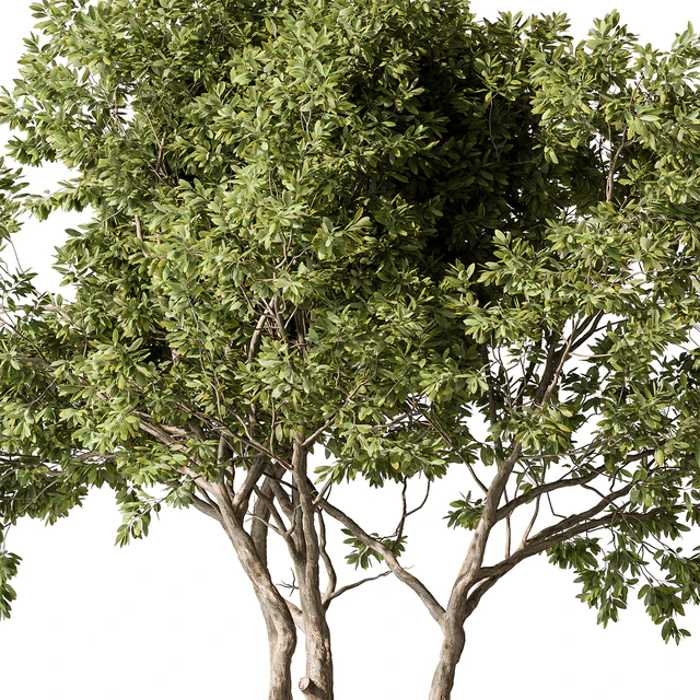 Eucalyptus Tree - Tree Set 224 — Скачать