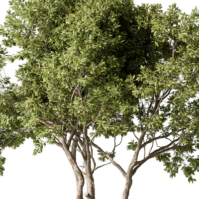 Eucalyptus Tree - Tree Set 224 — Вид 4