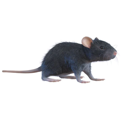 Rat — Ver 1