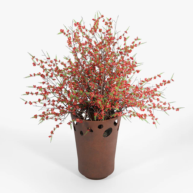 JARDINIÈRE GREEN PALACIO I Chaenomeeles japoonica — Descargar