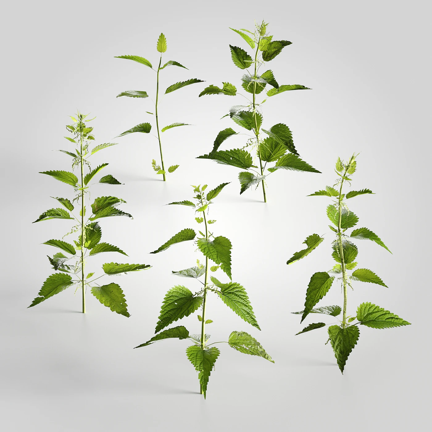 low poly plants 014 — Скачать