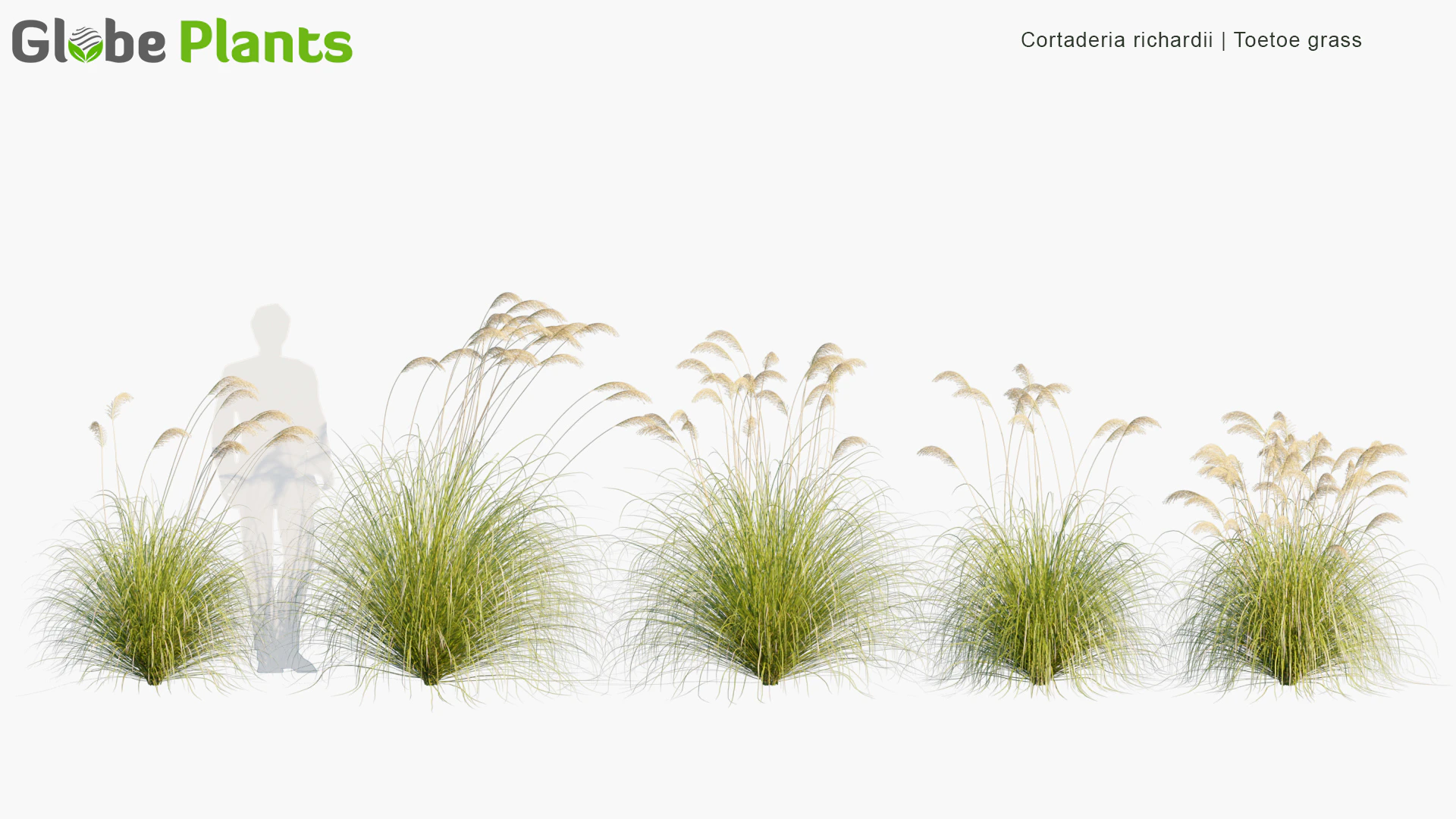 cortaderia richardii — Скачать