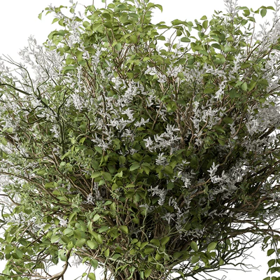 Bouquet - Green Branch 124 — Вид 4