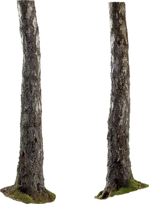 birch tree trunk 008 — Descargar