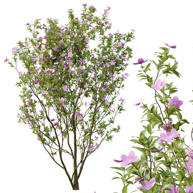Tibouchina Semidecandra Tree06 — Download
