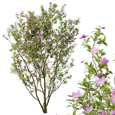 Tibouchina Semidecandra Tree06 — View 7